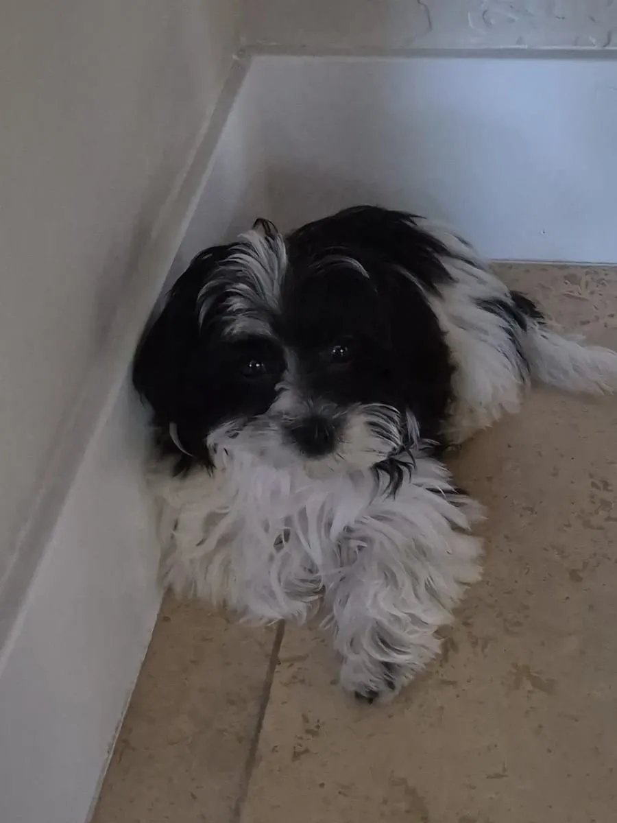 Millie B, a member of the pet family
