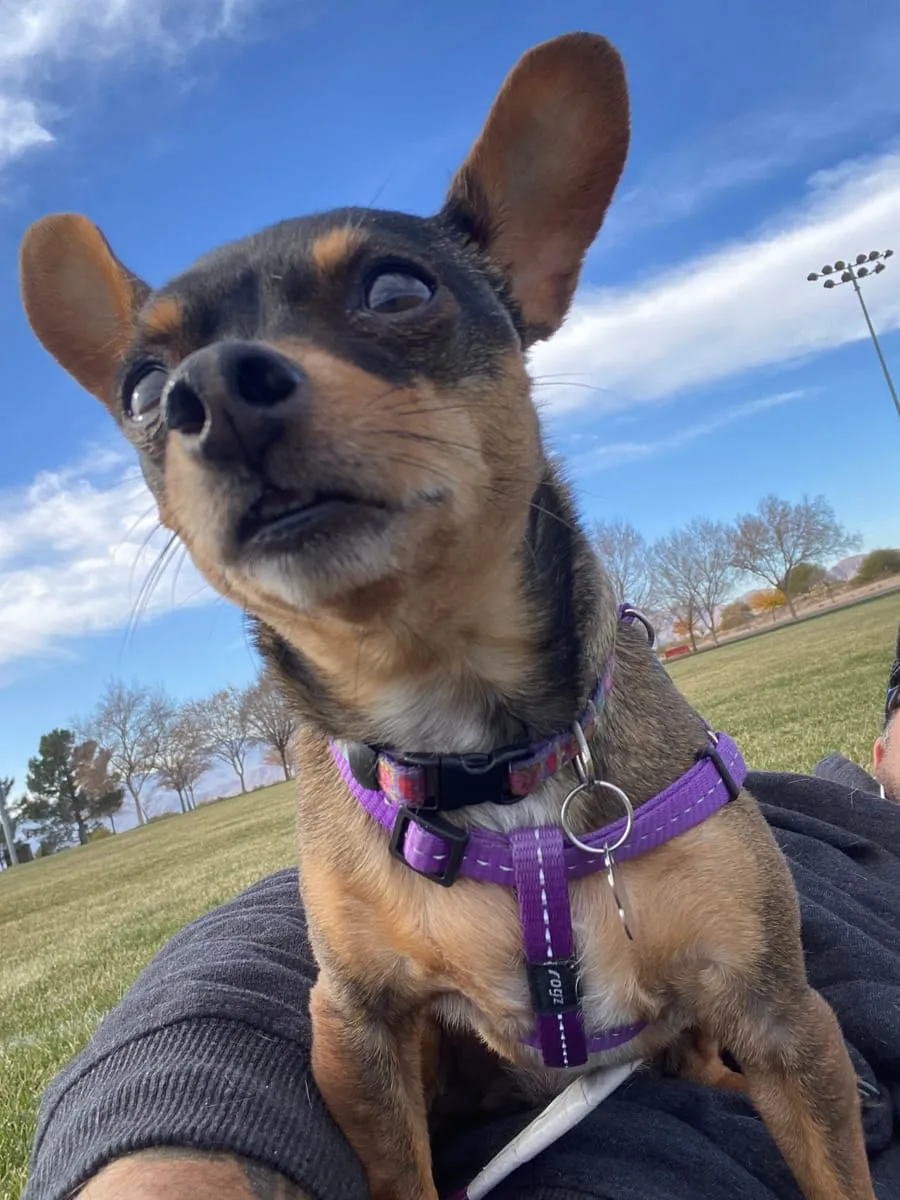 Sweet Pea, a member of the pet family